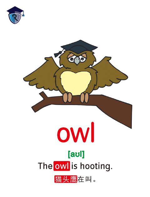 owl