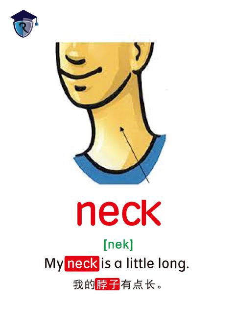 neck